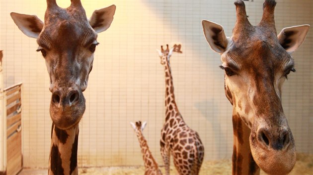 Žirafy v liberecké zoo