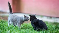 Toulavé ko�ky v �eských Velenicích.