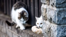 Toulavé ko�ky v �eských Velenicích.