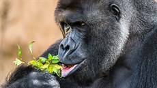 Stíbrohbetý gorilí samec Richard na oslav svých 24. narozenin