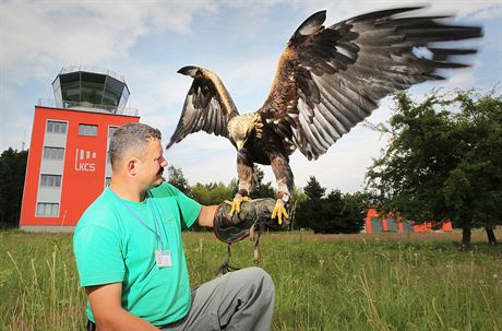 Sokolník Radek Stank se s dravci stará o bezpenost vzduného prostoru Letit...