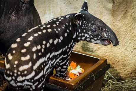 Mlád tapíra abrakového, které se narodilo v polovin íjna, je kluk...