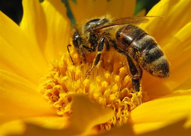 Včely mají zajímavou vlastnost, dokážou hodně chyb včelaře samy napravit.