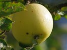 Odr�da jablka Pun�ov� je typick� pro cel� �esk� st�edoho��. Na Hlupici je...