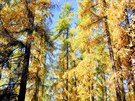 Podzimní imprese v kivoklátských lesích
