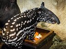 Mlád tapíra abrakového, které se narodilo v polovin íjna, je kluk...