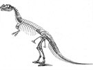 Dnes ji zastaralá rekonstrukce kostry jednoho z mnoha jurských dinosaur,...