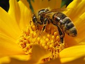 Včely mají zajímavou vlastnost, dokážou hodně chyb včelaře samy napravit.