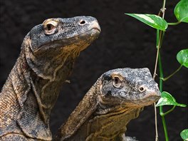 Zatím jsou se mladým samc�m varan� ve spole�né expozici líbí. Chovatelé...