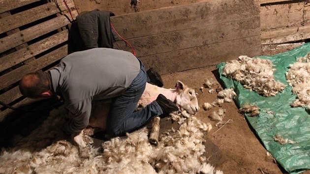 Stříhání ovcí v Počítkách na Žďársku