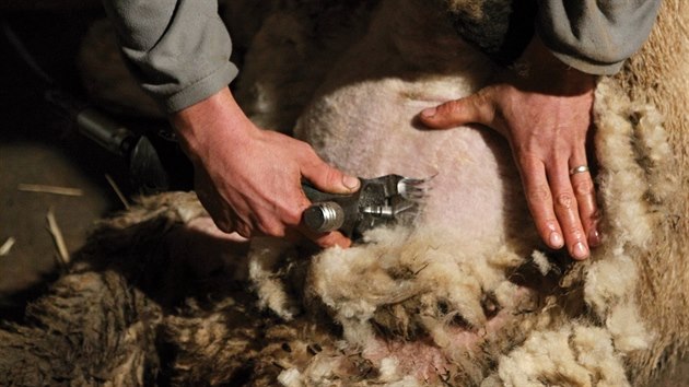 Stříhání ovcí v Počítkách na Žďársku