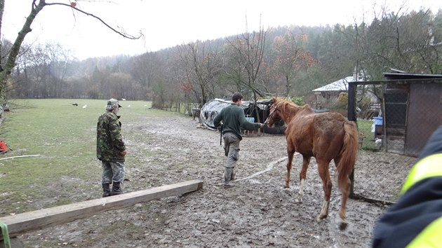 Kon dostali hasii z pasti za necelou plhodinu.