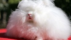 Rekordní králík Franchesca