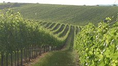 Ve Velkých Bílovicích se tí zejména na ervená vína roníku 2015.