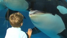 SeaWorld v San Diegu zruí svou show s kosatkami