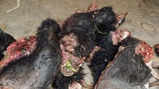 Gorilí maso zabavené pytlákm v kamerunské rezervaci Dja. Uezané konetiny...