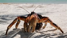 Krab palmový je nep�ehlédnutelný nejen díky své velikosti, zaujme i svou...