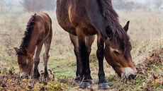 P�ichází zima a divocí kon� stále spásají step, te� i s h�íb�tem. 