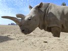 V kalifornské zoo uhynul jeden z posledních ty nosoroc bílých severních na...