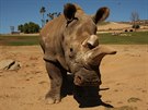 Te u na celé planet zbývají jen ti poslední nosoroci severní bílí.