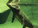 Krokodýli elnatí se vrátili do jihlavské zoo.