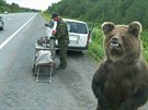 Vycpaný medvd na východoruské silnici.