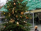 I u hlavního vchodu mohou dti obdivovat vánoní strom jako pedzvst svátk,...