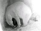 Lední medvědice Cora porodila mládě.