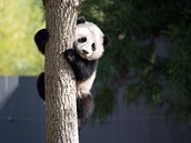 Panda velká (ilustraní foto).