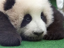 MAL PANDA VELK. Zzenec malajsk zoologick zahrady v Kuala Lumpuru se star...