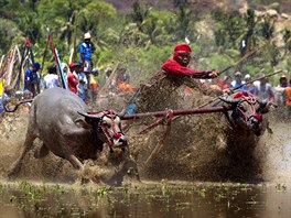 ZÁVODY. Na indonéském ostrov Sumbawa se kadý rok konají buvolí dostihy. Letos...