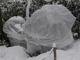 Choulostiv trvalky mete na zimu pikrt geotextili. Bl barva zabrn...