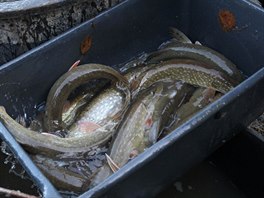 Vylovit se podailo zhruba tetinu ryb z Velkého Dáka,  ve vod do oteplení...