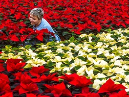 Tuimice, 25.11.2015 TU-FLOR, kvtiny, vánoce, Poinsettia, vánoní hvzda,...