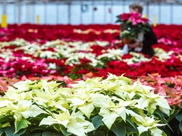 Tuimice, 25.11.2015 TU-FLOR, kvtiny, vánoce, Poinsettia, vánoní hvzda,...