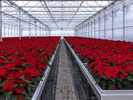 Tuimice, 25.11.2015 TU-FLOR, kvtiny, vánoce, Poinsettia, vánoní hvzda,...