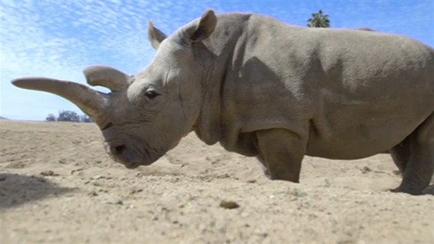 V kalifornské zoo uhynul jeden z posledních čtyř nosorožců bílých severních na světě.