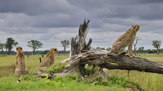 Skupinku gepard thlch nafotil Petr Slavk v delt Okavanga v Botswan.