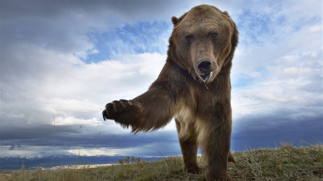 Medvda grizzlyho nafotil Petr Slavk v Montan v USA v roce 2013.