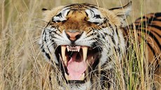 Tygra bengálského vyfotil Petr Slavík v Národním parku Kánha v Indii.