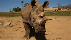 Teď už na celé planetě zbývají jen tři poslední nosorožci severní bílí.