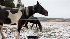 Na umav v pátek 20. listopadu snilo. Teploty byly okolo nuly.