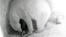Lední medvdice Cora porodila mlád.