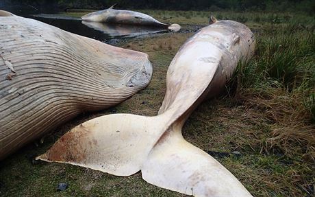 Moe na pobeí jiního Chile vyplavilo na beh 337 mrtvých velryb.