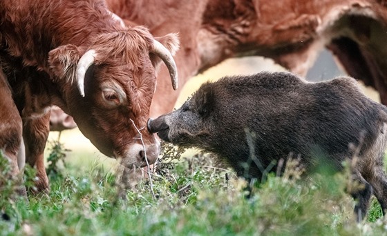 Neobvyklé zvířecí přátelství se zrodilo na pastvinách u vesnice Mörel, která...