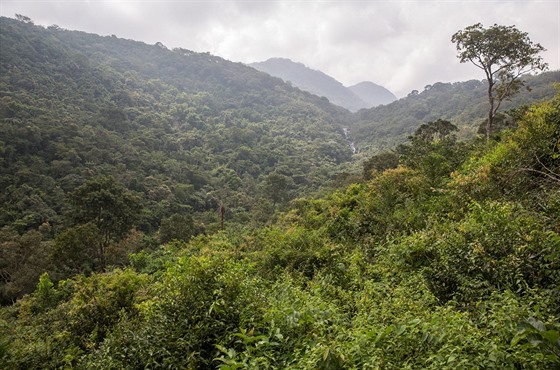 Lesy nedaleko hlavního msta  Sierra Leone Freetownu