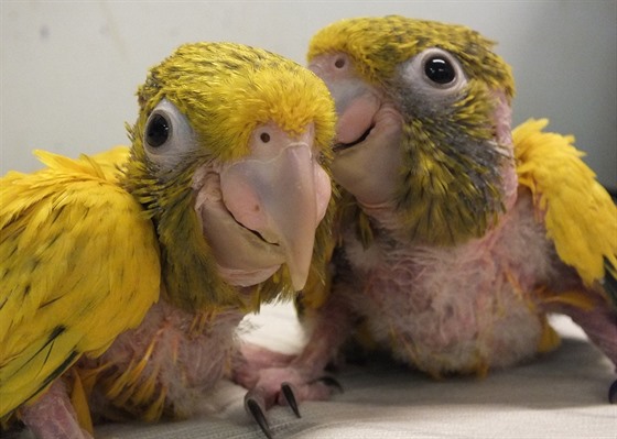 Ostravská zoo je plná mláďat. Na snímku mláďata papouška guarouba zlatého