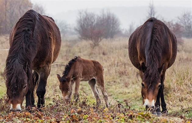 Pasoucí se divoké koně a pratury můžete sledovat v přímém přenosu