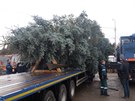 V�no�n� strom z Havl��kova Brodu se po��dn� proveze.