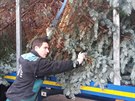 Letos je vybran�m v�no�n�m stromem zhruba t�in�ctimetrov� st��brn� smrk, kter�...